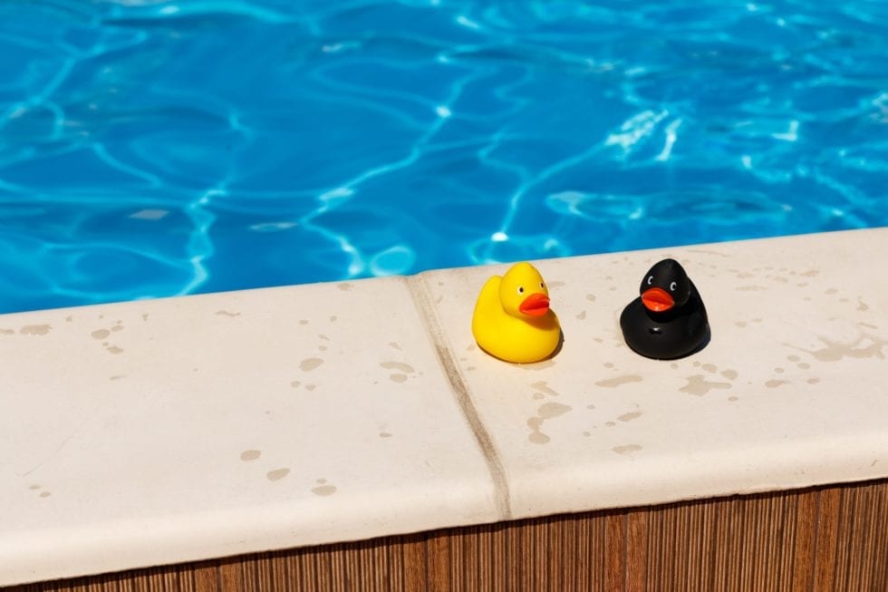 Vögel und Enten im Pool? Was wirklich helfen kann!